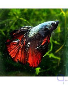 Kampffisch Halfmoon - Copper Red - Betta splendens