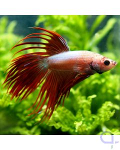 Kampffisch Crowntail - Red Spike - Betta splendens *27