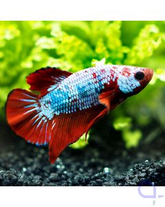 Kampffisch Plakat - Tricolor - Betta splendens *06
