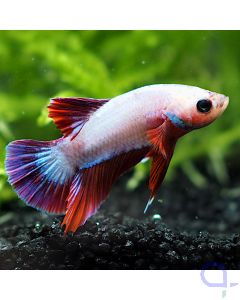 Kampffisch Plakat - Red Fin - Betta splendens *18