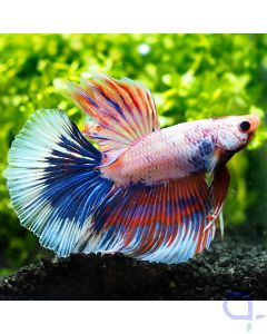 Kampffisch Halfmoon - Tricolor - Betta splendens *07