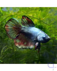Kampffisch Plakat - Metallic - Betta splendens