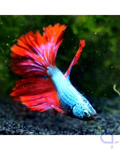 Kampffisch Super Delta - Blue Stripe - Betta splendens