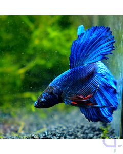 Kampffisch Halfmoon - Red Spike - Betta splendens 