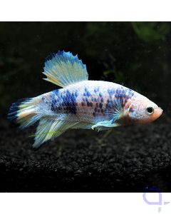 Kampffisch Plakat - Pearl Blue - Betta splendens 