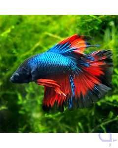 Kampffisch Halfmoon - Tricolor - Betta splendens