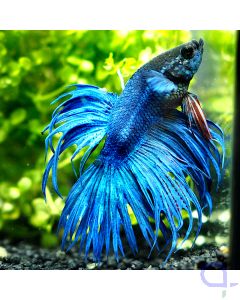 Kampffisch Crowntail - Blue Spike - Betta splendens *19