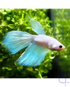 Kampffisch Halfmoon - White Pearl - Betta splendens - Ansicht