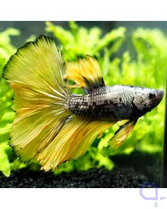 Kampffisch Halfmoon - Special Gold - Betta splendens *21
