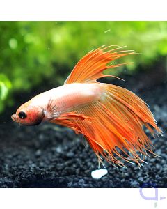 Kampffisch Crowntail - Peach Flame - Betta splendens - Ansicht