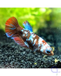 Kampffisch Plakat - Pearl Blue Nemo - Betta splendens