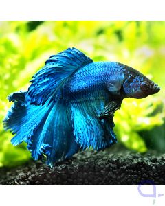 Kampffisch Halfmoon - Glowing Blue - Betta splendens *08