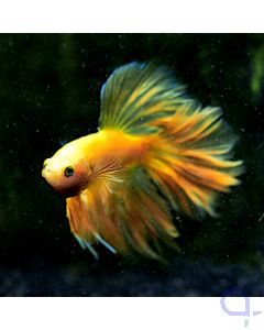 Kampffisch Halfmoon - Banana - Betta splendens