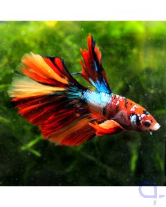 Kampffisch Halfmoon - Red Nemo - Betta splendens 