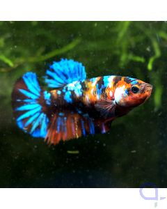 Kampffisch Plakat - Koi Nemo - Betta splendens - Weibchen
