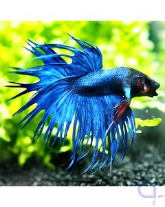 Kampffisch Crowntail - Blue - Betta splendens *22