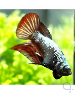 Kampffisch Plakat - Red Samurai - Betta splendens *12