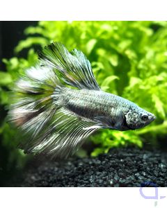 Kampffisch Halfmoon - Metallic - Betta splendens *20