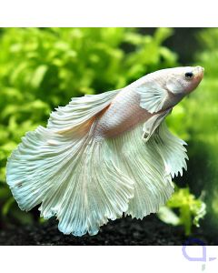 Kampffisch Halfmoon - Snowwhite - Betta splendens *15