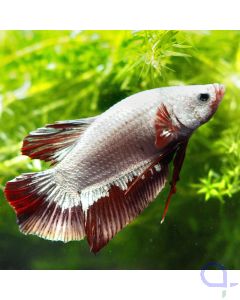 Kampffisch Plakat - Dragon - Betta splendens *17