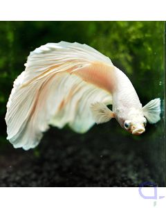 Kampffisch Halfmoon - Brilliant White  - Betta splendens *16