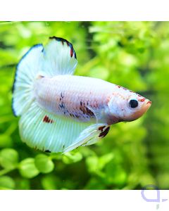Kampffisch Plakat - Pearl Blue - Betta splendens *29