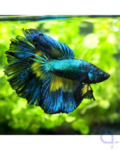 Kampffisch Plakat - Mustard - Betta splendens *28