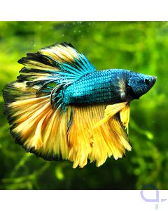 Kampffisch Rosetail - Golden Blue - Betta splendens *1-06