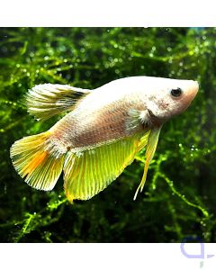 Kampffisch Plakat - Platinum Gold - Betta splendens *1-13