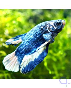 Kampffisch Plakat - Royal Blue - Betta splendens *1-01
