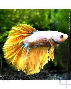 Kampffisch Halfmoon - Gold - Betta splendens *1-24