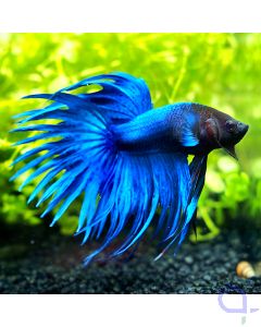 Kampffisch Crowntail - Royal Blue - Betta splendens #04