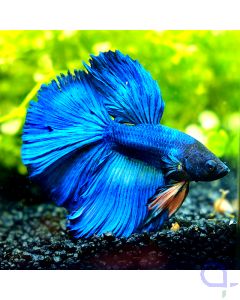 Kampffisch Halfmoon - Rose Fin- Betta splendens *22