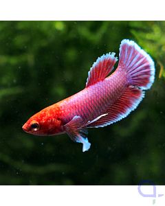 Kampffisch Plakat Dumbo - Lavender - Betta splendens - Weibchen