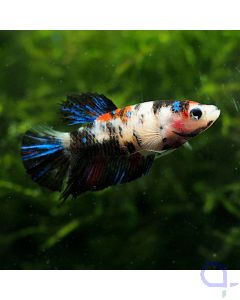 Kampffisch Plakat - Koi Nemo Dark - Betta splendens - Weibchen