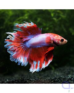 Kampffisch Halfmoon - White Rim - Betta splendens