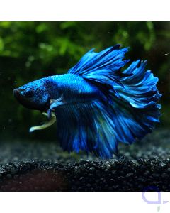 Kampffisch Halfmoon - Blue Magic - Betta splendens