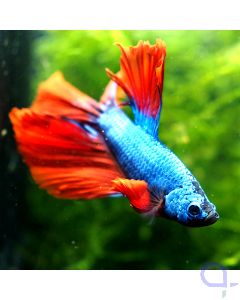 Kampffisch Halfmoon - Red Fin - Betta splendens *1-24