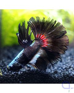 Kampffisch Super Delta - Silver - Betta splendens *12