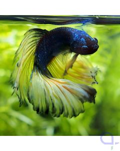 Kampffisch Halfmoon - Mustard - Betta splendens *08
