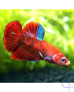Kampffisch Plakat - Red Galaxy - Betta splendens *31
