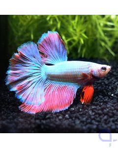 Kampffisch Halfmoon - CottonCandy - Betta splendens *23