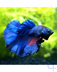 Kampffisch Halfmoon - White Spike - Betta splendens *20