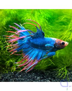 Kampffisch Crowntail - Thai Flag - Betta splendens