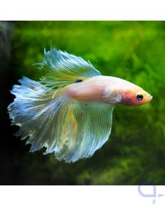 Kampffisch Halfmoon - Cello Konfetti - Betta splendens