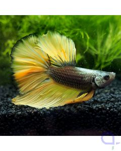 Kampffisch Halfmoon - Metall Gas - Betta splenden