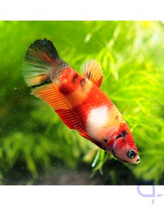 Kampffisch Plakat - Koi Blue Eye - Betta splendens - Weibchen