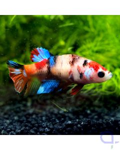 Kampffisch Plakat - Nemo - Betta splendens - Weibchen