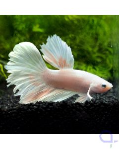 Kampffisch Halfmoon Dumbo - Snowwhite - Betta splendens 