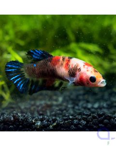 Kampffisch Plakat - Nemo Blue Stripes - Betta splendens - Weibchen